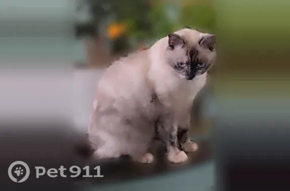 Найдена кошка, Абакан — серая, найдена в коробке - photo