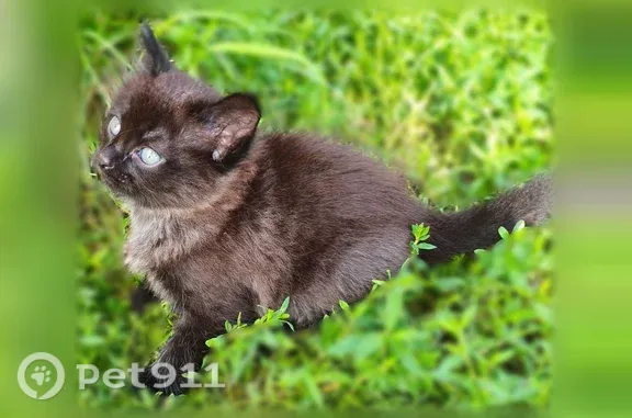 Пропала кошка, Космонавтов, д. 10, Черногорск — котёнок 3 месяца, желтеющие глаза - photo