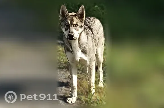 Объявления о пропавших и найденных животных, Курган, фото: Собака ищет дом, Микрорайон Глинки (г Курган), Крутикова, д. 15, Курган — доброжелательная, идёт на контакт