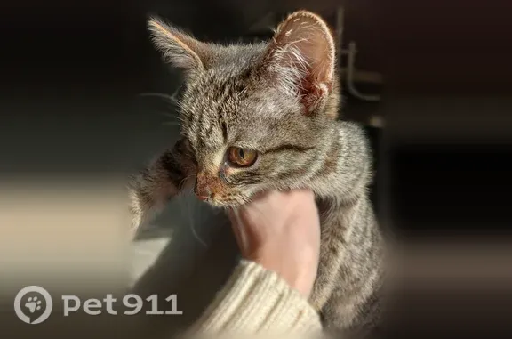 Пропала кошка, Заикина, д. 14, Зеленодольск — котёнок в зелёной шлейке - photo