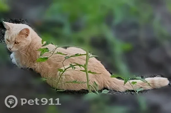 Пропала кошка, кот, ул. Правды, д. 42, Тамбов — кастрирован - photo