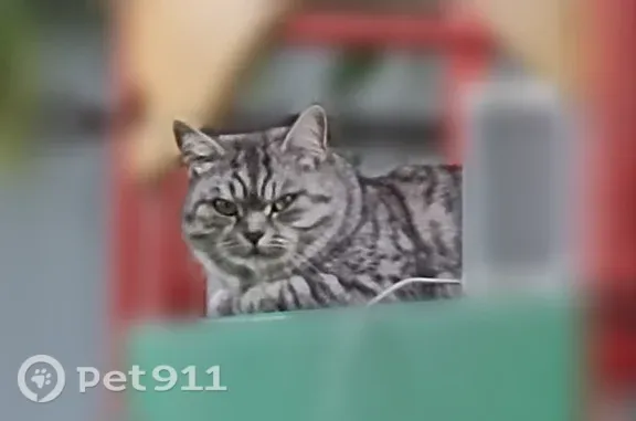 Пропала кошка, Ижевск, Славянское, д. 29, Ижевск — британка Милиса - photo