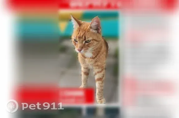 Пропала кошка, Рахманинова, д. 5а, Великий Новгород — рыжий кот, очень ласковый - photo
