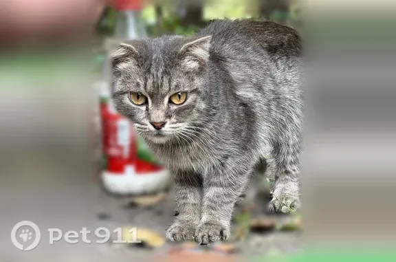 Найдена кошка, Омск, фото: Найдена кошка, округ Кировский, 70 лет Октября, д. 14/1, Омск — серая веслоухая кошечка