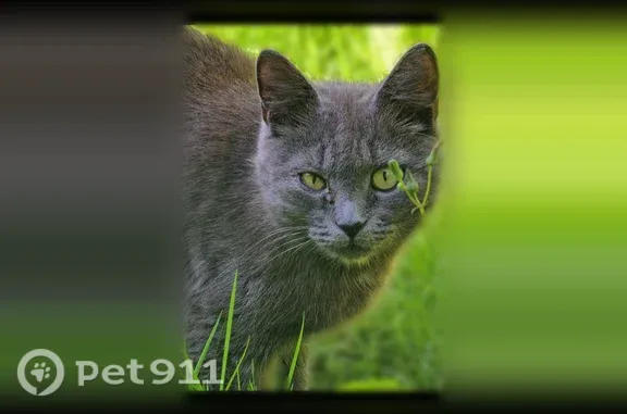 Пропала кошка, Академика Туполева, д. 61а, Тверь — серая, ласковая девочка - photo