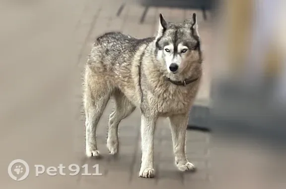 Найденные животные Саранск, фото: Найдена собака, Полежаева, д. 57, Саранск — хаски в ошейнике