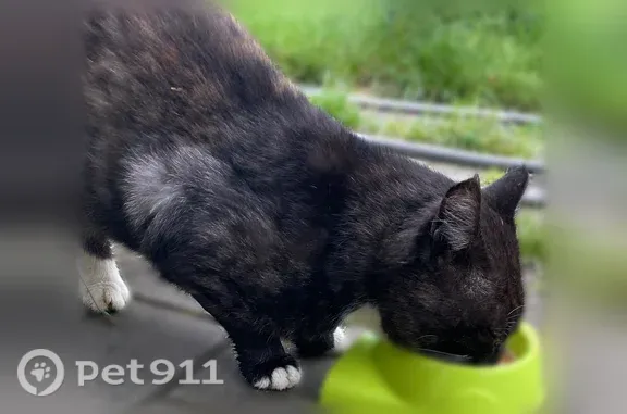 Найдена кошка, Домодедово, фото: Найдена кошка, Село Ильинское (г Домодедово), Бригадная, д. 112А, Домодедово — ласковая, домашняя