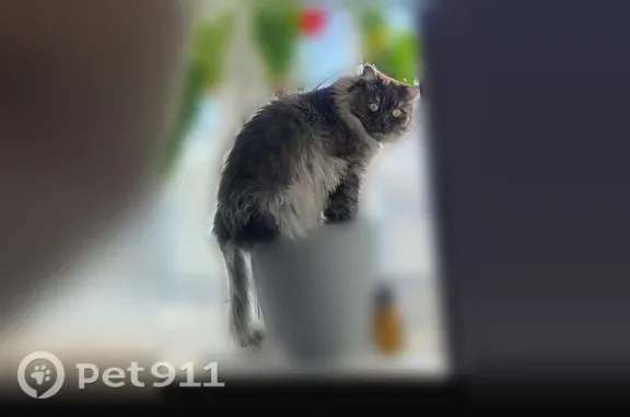 Пропала кошка, Поселок Растущий, Радужная, Растущий — кот с кисточками на хвосте - photo