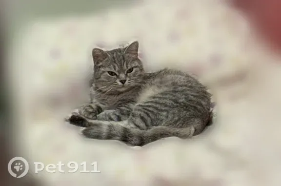 Пропала кошка, Звенигород, 3, Звенигород — серая с тёмными полосками, пугливая - photo