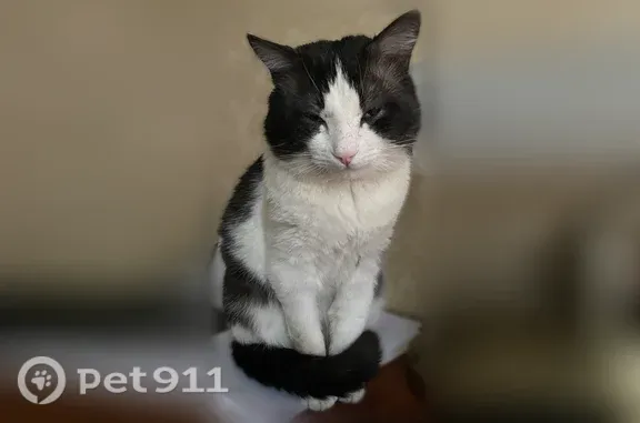 Пропала кошка, Индустриальная, д. 39, Ставрополь — молодой пугливый котик - photo