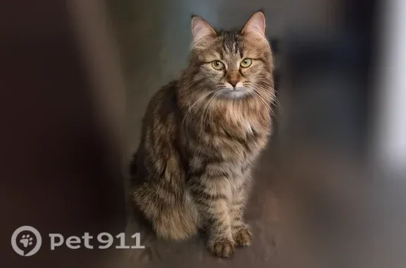 Пропала кошка, девочка, Район Ленинский (г Ульяновск), д. 51, Ульяновск — большая, пушистая - photo