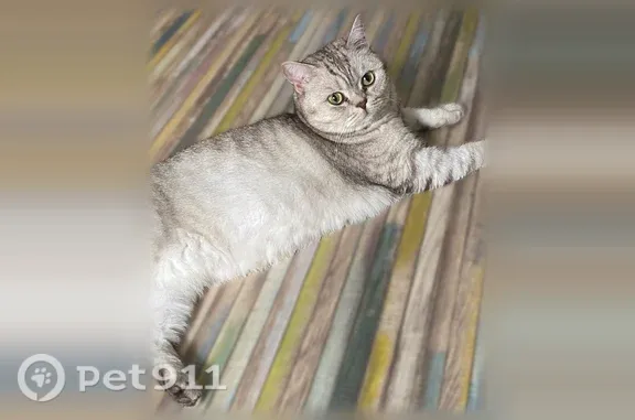 Пропала кошка, Маяковского, д. 3, Азов — агрессивна к посторонним - photo