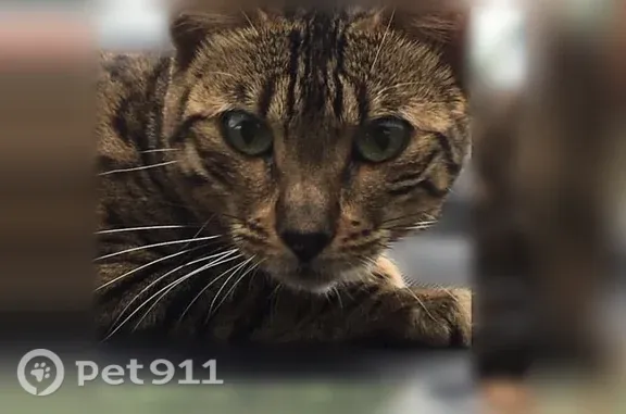 Пропала кошка, Береговая, д. 33, Надым — бенгальская - photo