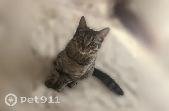 Пропала кошка, Революционный, д. 17/32, Подольск — выпрыгнула из окна - photo