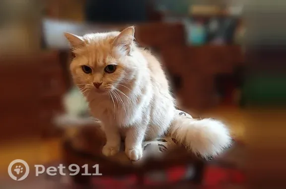 Пропала кошка, Рязань, Островского, д. 17 — девочка, пушистая - photo