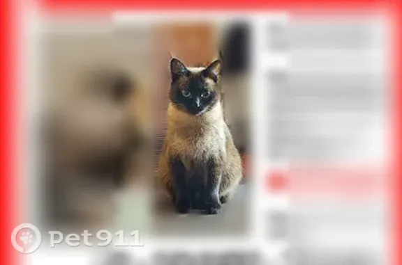 Пропала кошка, Транспортная, д. 50/3, Уфа — сиамский окрас, голубые глаза - photo