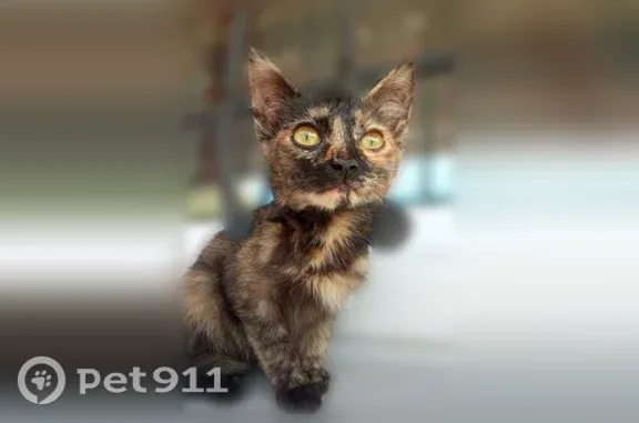 Найдена кошка, Чебоксары — котёнок-девочка, разговорчивая и игривая - photo