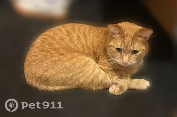 Пропала кошка, Викулова, д. 65, Екатеринбург — рыжий крупный кот с жёлтыми глазами - photo