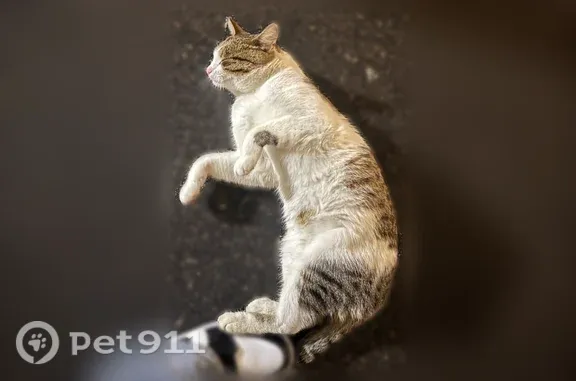 Найдена кошка, Ульяновск, фото: Найдена кошка, Столыпина, д. 10а, Ульяновск — очень ласковая
