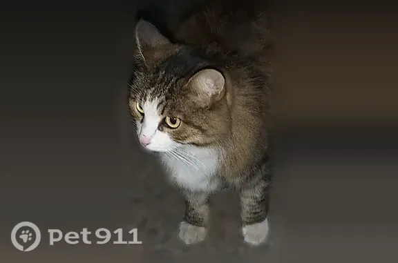 Найдена кошка, Уфа, фото: Найдена кошка, Юрия Гагарина, д. 10, Уфа — вероятно, потерялась недавно