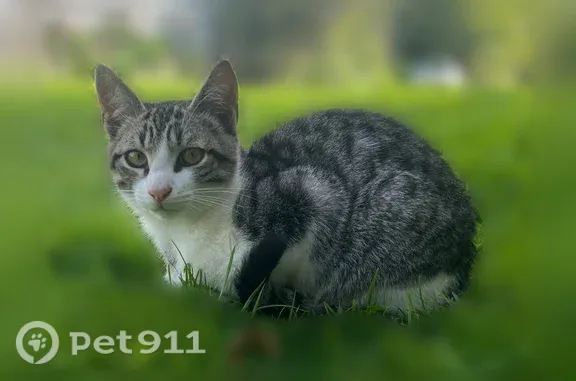 Кошка ищет дом, Жуковского, д. 75, Йошкар-Ола — ласковый и игривый котёнок - photo