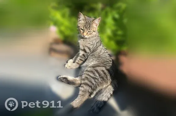 Кошка ищет дом, Жуковского, д. 75, Йошкар-Ола — серебристо-серая, ласковая - photo