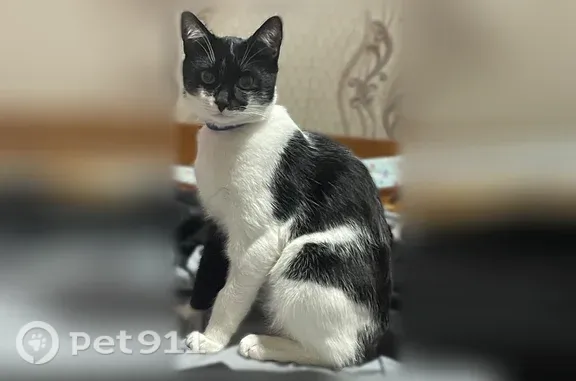 Пропала кошка, Апшеронск, Николенская, д. 16 — яркие оранжевые глаза, короткая шерсть - photo