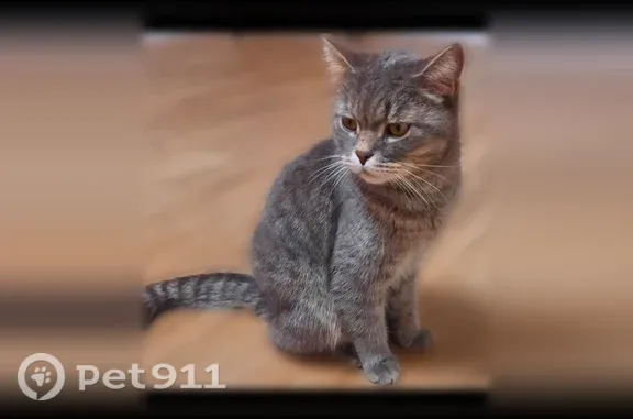 Пропала кошка, Пироговская, д. 6, Ижевск — кот со шрамом на носу - photo