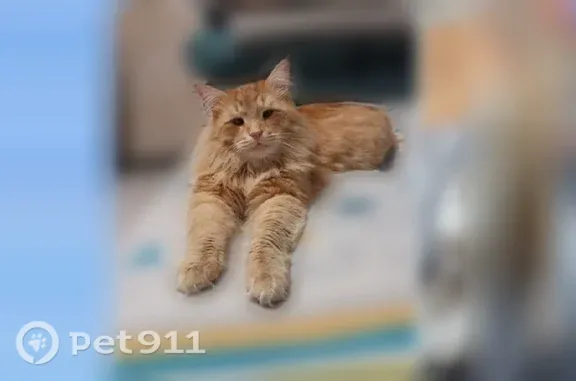 Пропала кошка, Набережные Челны — крупный рыжий кот, 9 кг - photo