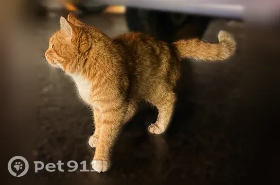 Найденные животные Пенза, фото: Найдена кошка, Победы, д. 124Б, Пенза — рыжая, с жёлтыми глазами