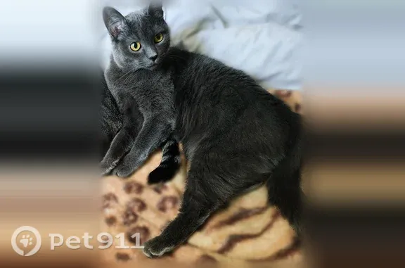 Пропала кошка, Рабочий поселок Первомайский, Советская, д. 4, Первомайский — кастрированный кот с белым пятнышком - photo