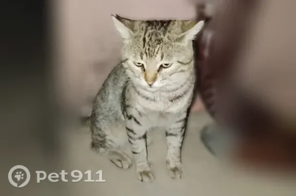 Найдена кошка, им. Сергея Есенина, д. 151, Краснодар — ласковая, но с характером - photo
