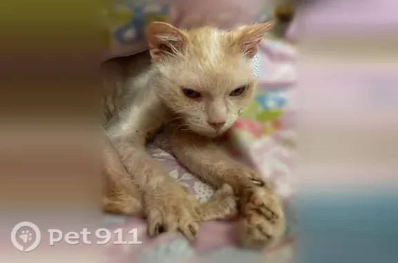 Пропала кошка, Карла Маркса, д. 8, Сергиев Посад — белая короткошёрстная - photo