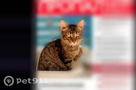 Пропала кошка, Поселок Верхнетемерницкий, 2-я Циолковского, д. 18, Верхнетемерницкий — ласковая, откликается на кличку Тим - photo