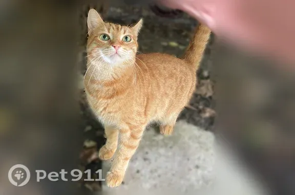 Найденные животные Ростов-на-Дону, фото: Найдена кошка, Ростов-на-Дону — необычная отметина на макушке