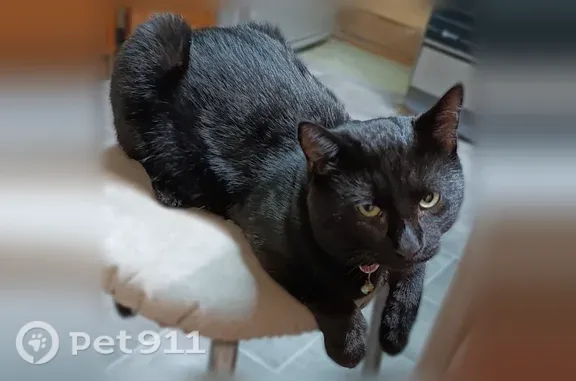 Пропала кошка, Балтийск, Калининградское, д. 43, Балтийск — кот Тучка, полностью чёрный, с красным ошейником - photo