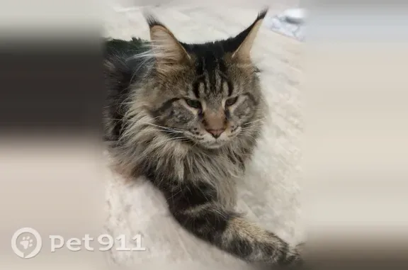 Пропала кошка, Район Ленинский (г Ульяновск), Зои Космодемьянской 1-й, д. 40, Ульяновск — кот мейн-кун - photo