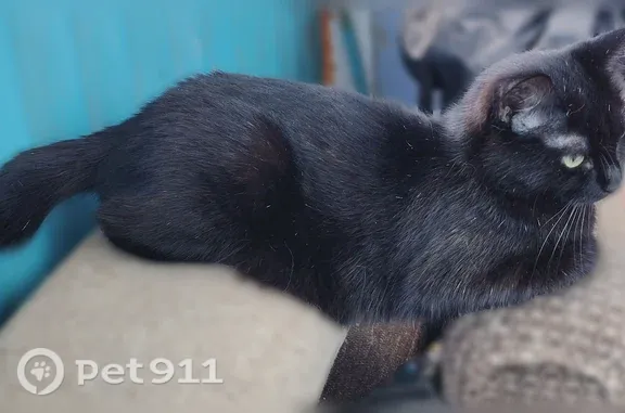 Пропала кошка, Красноярск, Медицинский, д. 41 — маленькая, с коротким хвостом - photo