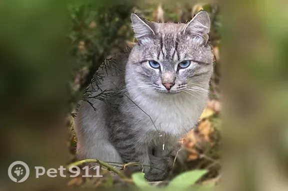 Найдена кошка, Уфа, фото: Найдена кошка, Менделеева, Уфа — голубые глаза, полосатый хвост