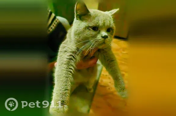 Найдена кошка, Наримановская, д. 23, Москва — серая, в ошейнике-цепочке - photo