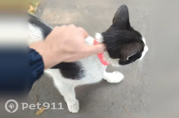 Найдена кошка, Уфа, фото: Найдена кошка, Гончарова, д. 5, Уфа — возле ворот гимназии №105