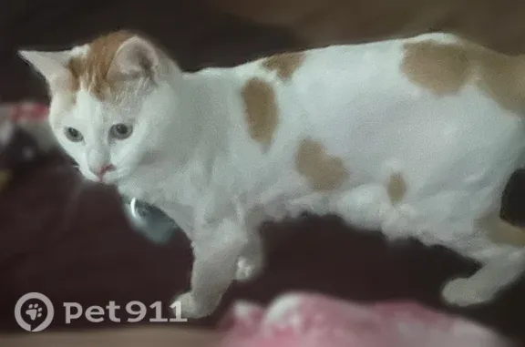 Пропала кошка, Коштоянца, д. 15, Москва — белая и пушистая - photo