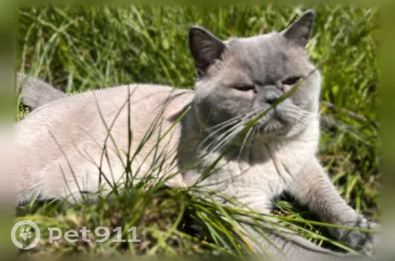 Пропала кошка, Поселок Иноземцево (г Железноводск), Вокзальная, д. 109Б, Железноводск — белый кот с тёмными лапами - photo
