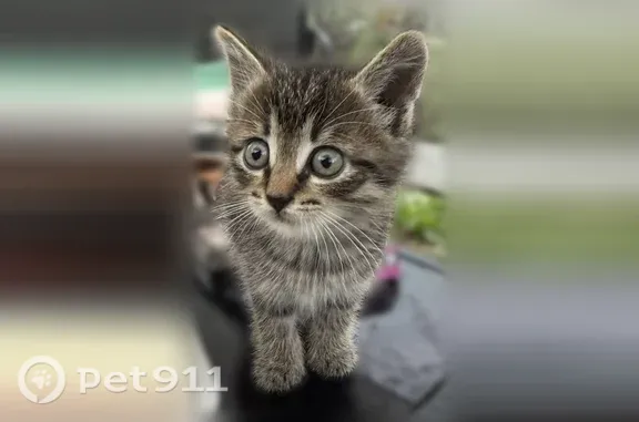 Найдена кошка, Москва, фото: Найдена кошка, Андропова, д. 38, Москва — котёнок-мальчик около 3 недель
