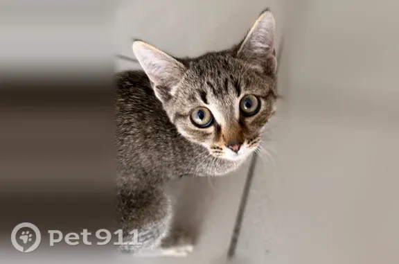 Найдена кошка, Район Центральный (г Красноярск), Чернышевского, д. 63, Красноярск — серый полосатый котёнок - photo