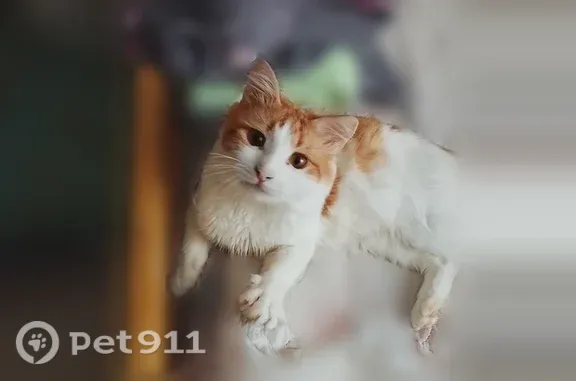 Потерянные животные Чебоксары, фото: Пропала кошка, 50 лет Октября, Чебоксары — бело-рыжий кот