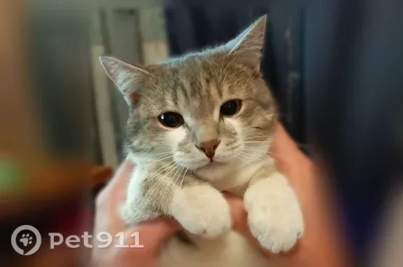 Пропала кошка, Томск, 30-летия Победы, д. 3 — взрослый бело-серый кот с жёлтыми глазами - photo