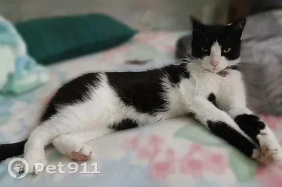 Пропала кошка, Аксакова, д. 30, Оренбург — чёрно-белая, с ошейником и адресником - photo