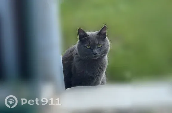Пропала кошка, Село Рождествено, Пацаева, д. 82 — полностью серая - photo