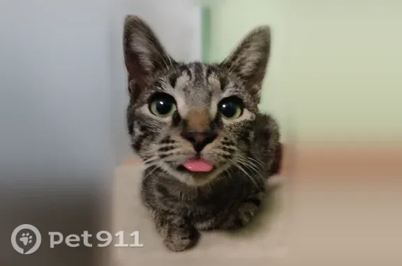 Найдена кошка, Благовещенск, фото: Найдена кошка, Ленина, д. 190, Благовещенск — 4–5 месяцев